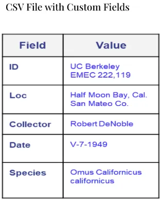 DoxieAI Berkeley CSV