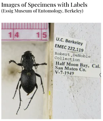 DoxieAI Berkeley Entomology